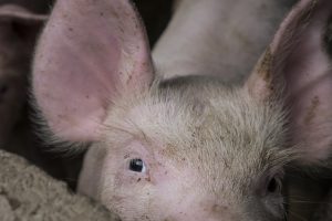 Close up of a pig.